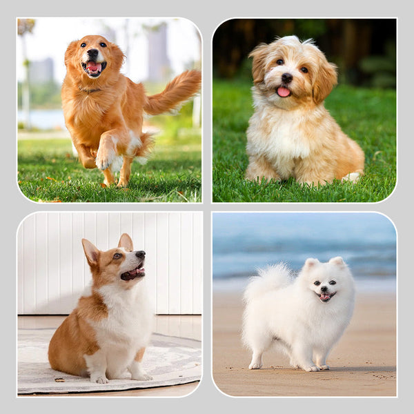 （🔥Kupite 1 dobite 1 gratis🔥)   2 para nedrsečih vodoodpornih pasjih nogavic