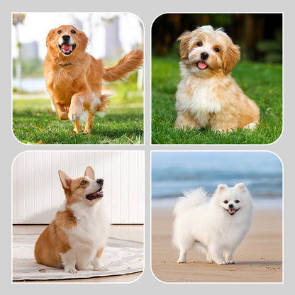 （🔥Kupite 1 dobite 1 gratis🔥)   2 para nedrsečih vodoodpornih pasjih nogavic